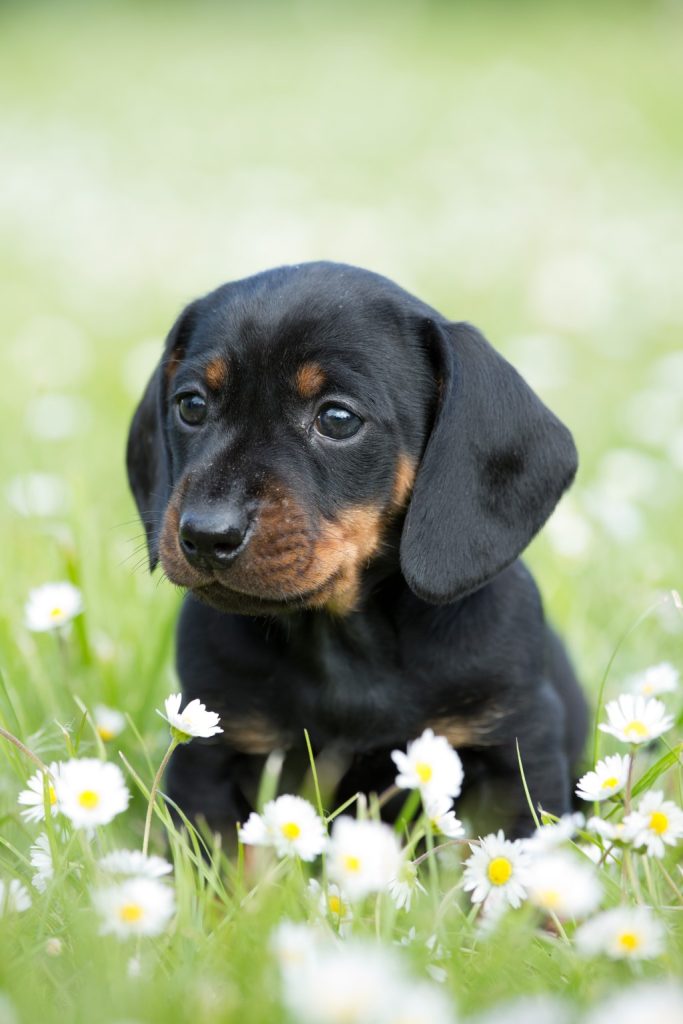 black and tan dachshund puppy sitting in grass with white daisies