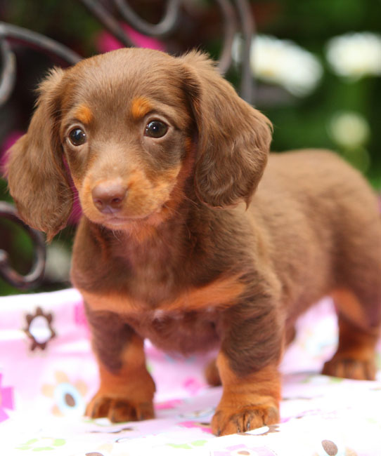 long-haired brown dachshund puppy with fun personality