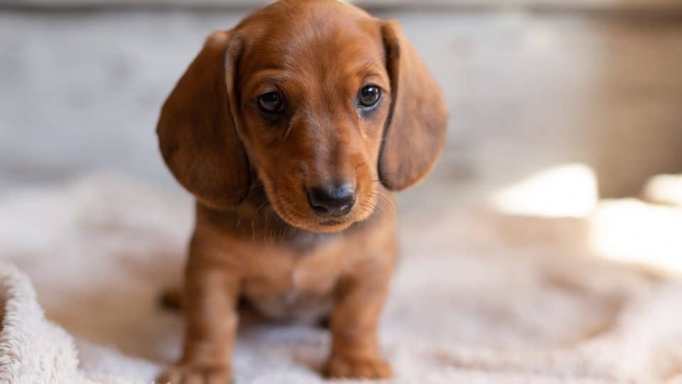 red dachshund puppy sitting on white blanket indoors during training