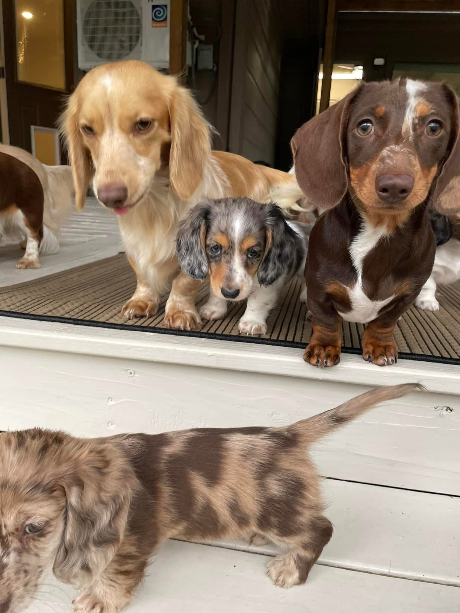 Find Your New Companion