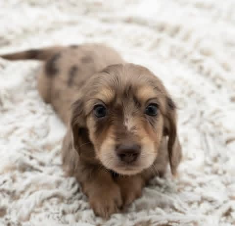 Coco