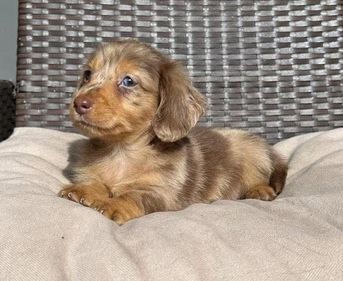 Ace - Male 8 weeks old dachshund puppy