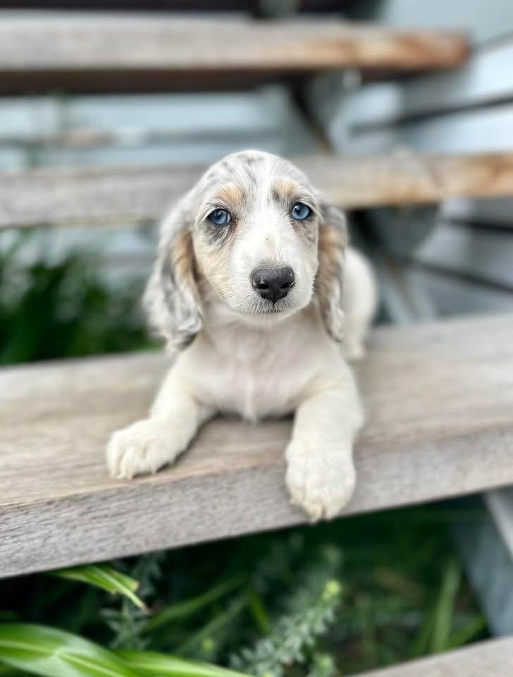 Bondi - Male 8 weeks old dachshund puppy