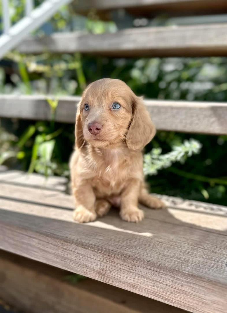 Echo - Male 8 weeks old dachshund puppy