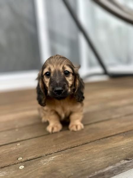 Coco