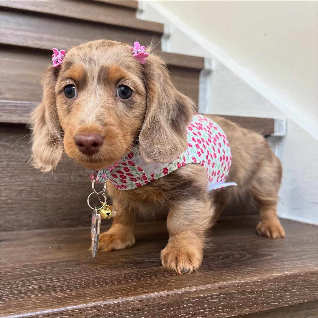 Molly
