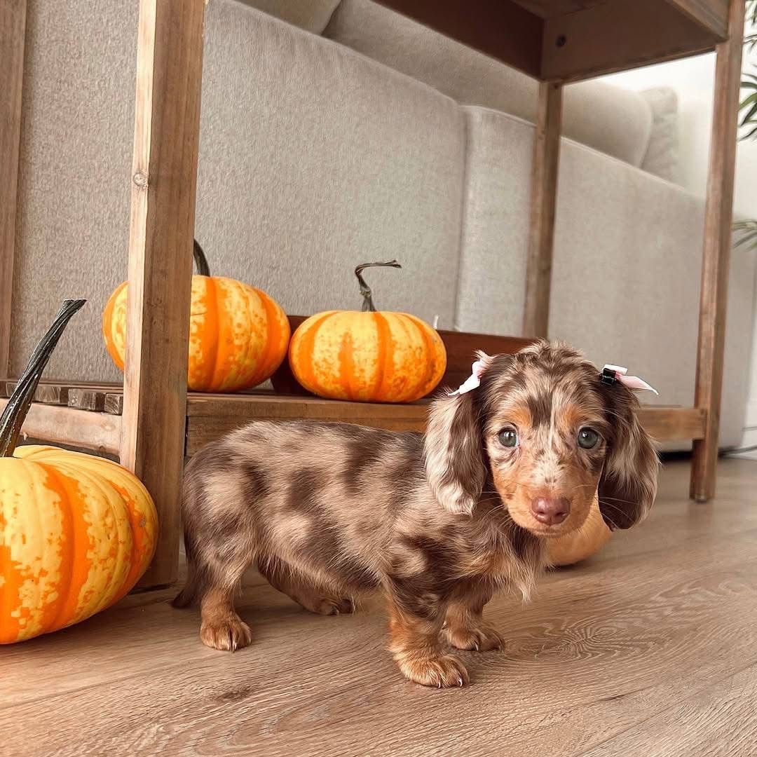 Zoey