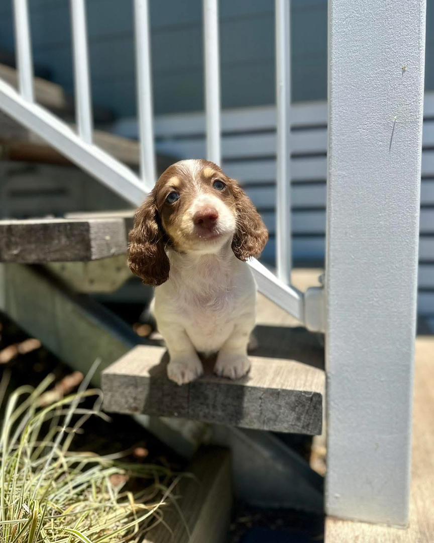Jeffry Mae - Male 8 weeks old dachshund puppy
