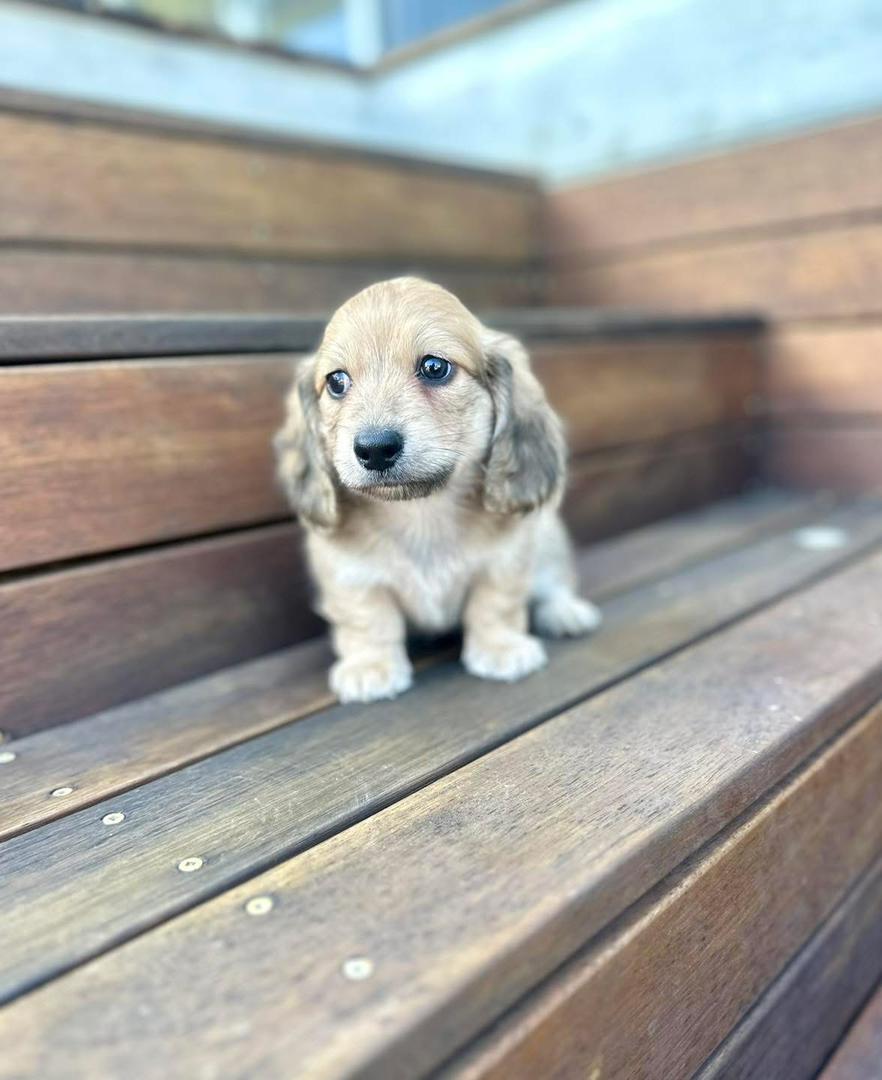Kairo - Male 8 weeks old dachshund puppy