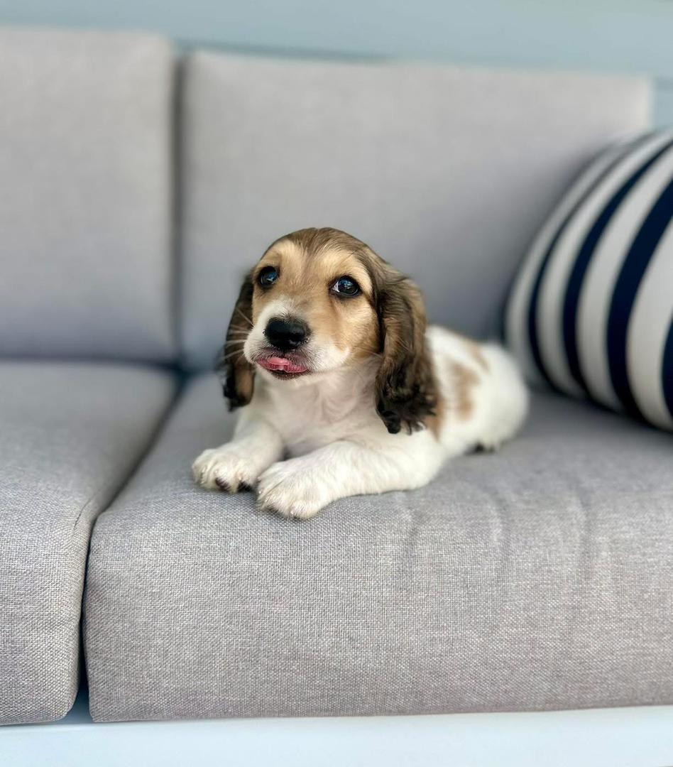 Louis - Male 8 weeks old dachshund puppy