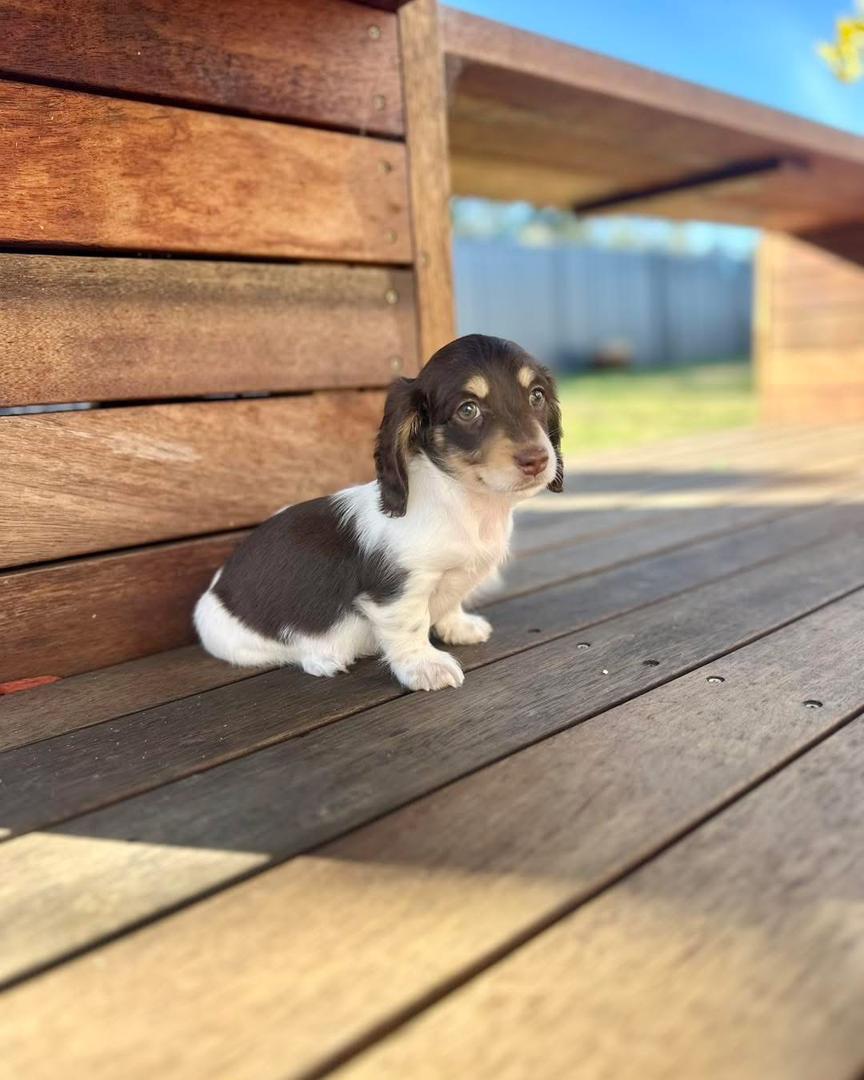 Macie