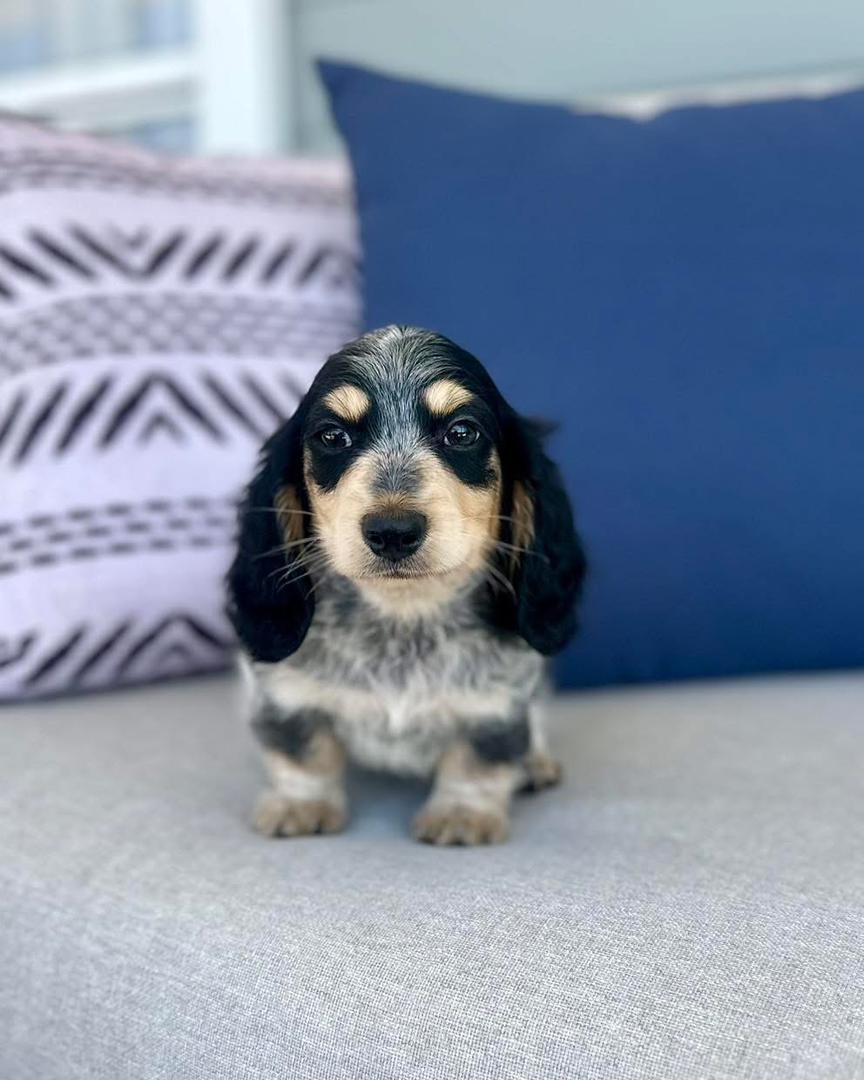 Melbourne - Male 8 weeks old dachshund puppy