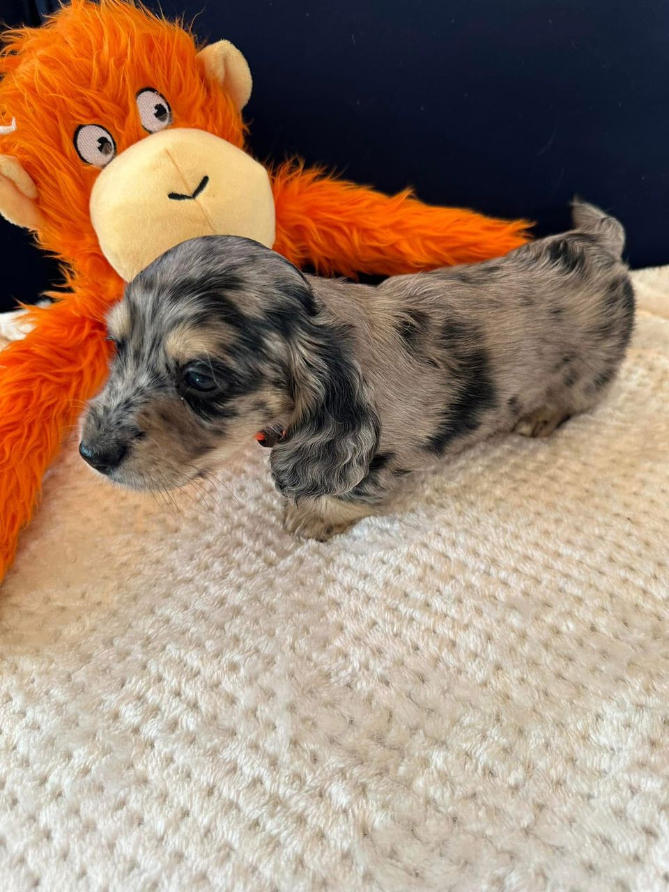 Moli
