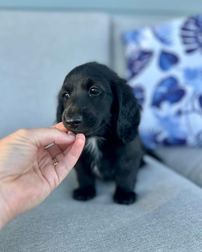 Murphy - Male 8 weeks old dachshund puppy