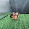 Axel - Male 8 weeks old dachshund puppy