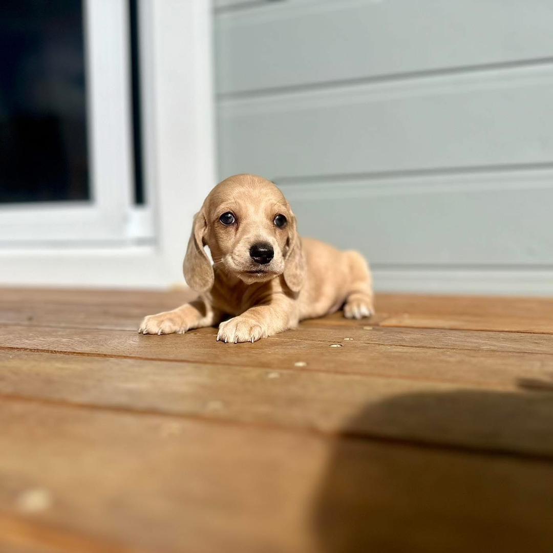 Nellie