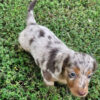 Otti - Male 8 weeks old dachshund puppy