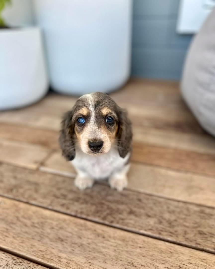 Sable - Male 8 weeks old dachshund puppy