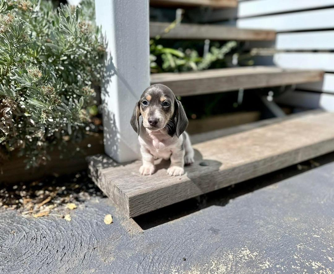 Zephyr - Male 8 weeks old dachshund puppy